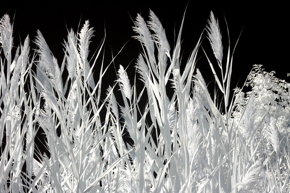 Reeds in White