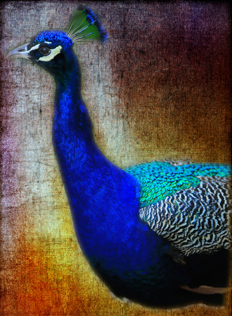Peacock Posing