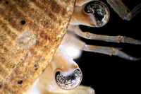 Hermit Crab Eyes