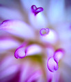 Dahlias 2020