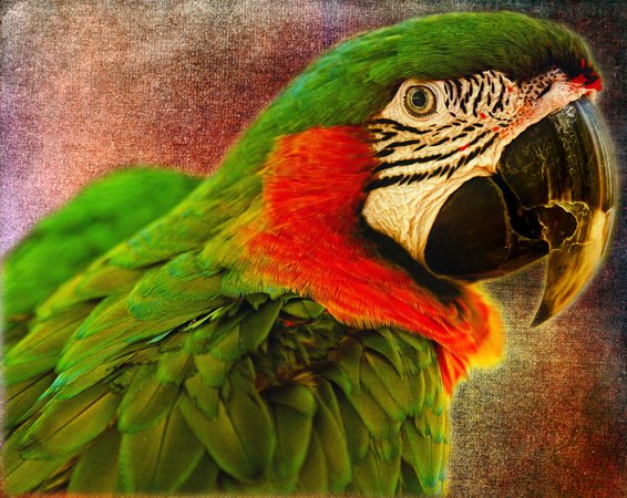 Parrot 1