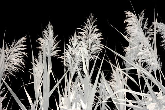 White Reeds